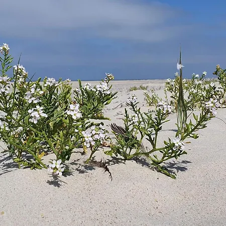 Tatil Evi 6 Person In Henne-by Traum Henne Strand